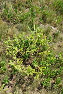 Image of Lesser Honeywort