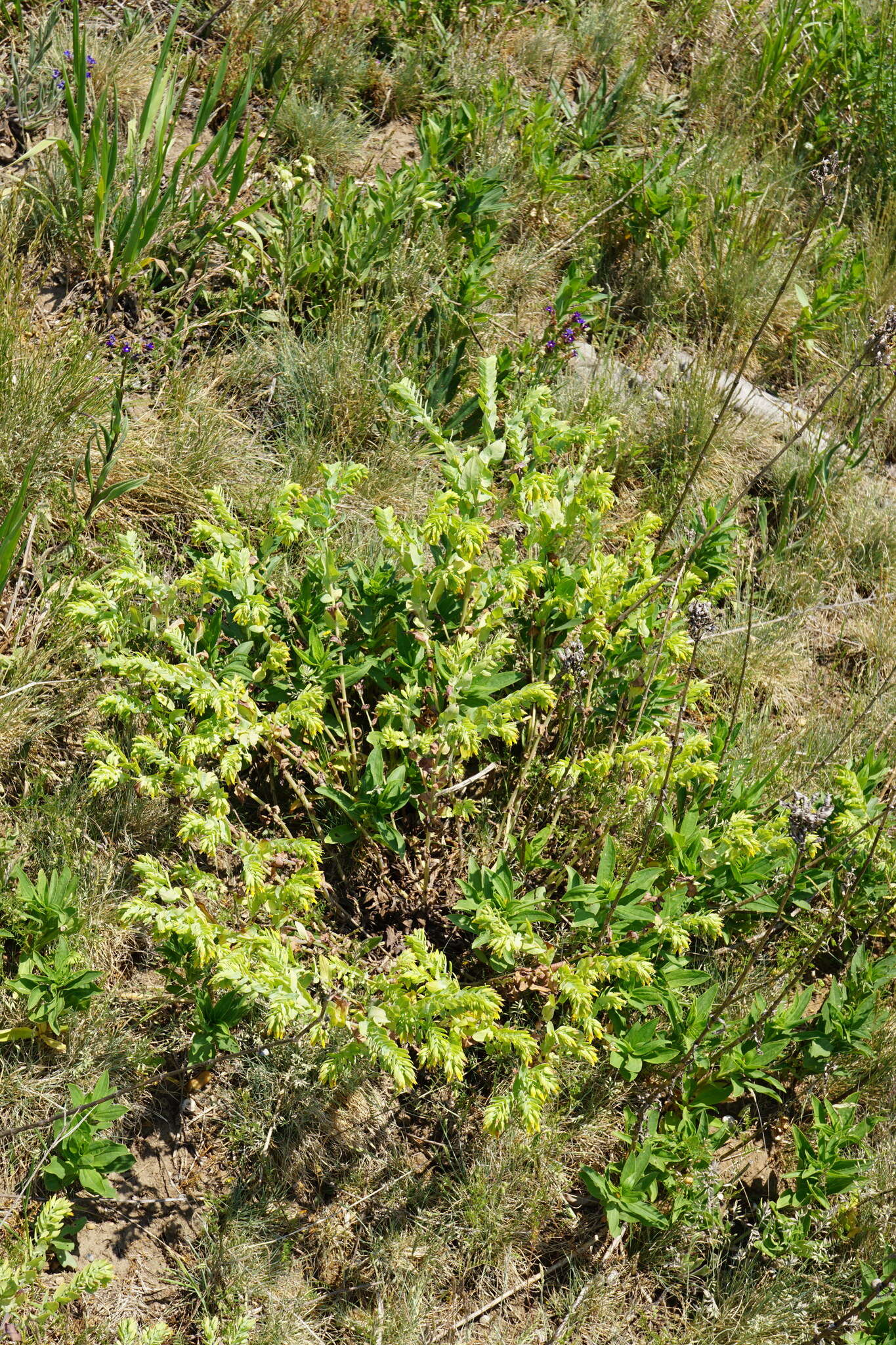 Image of Lesser Honeywort