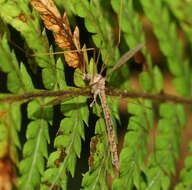 Image de Leolimnophila pantherina (Alexander 1922)