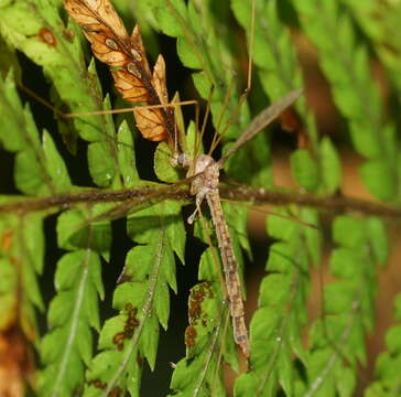 Image de Leolimnophila