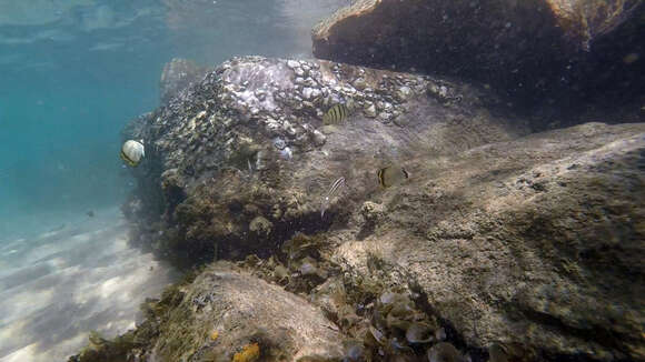 Image of Butterfly fish