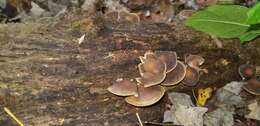 Image of Agrocybe firma (Peck) Singer 1940