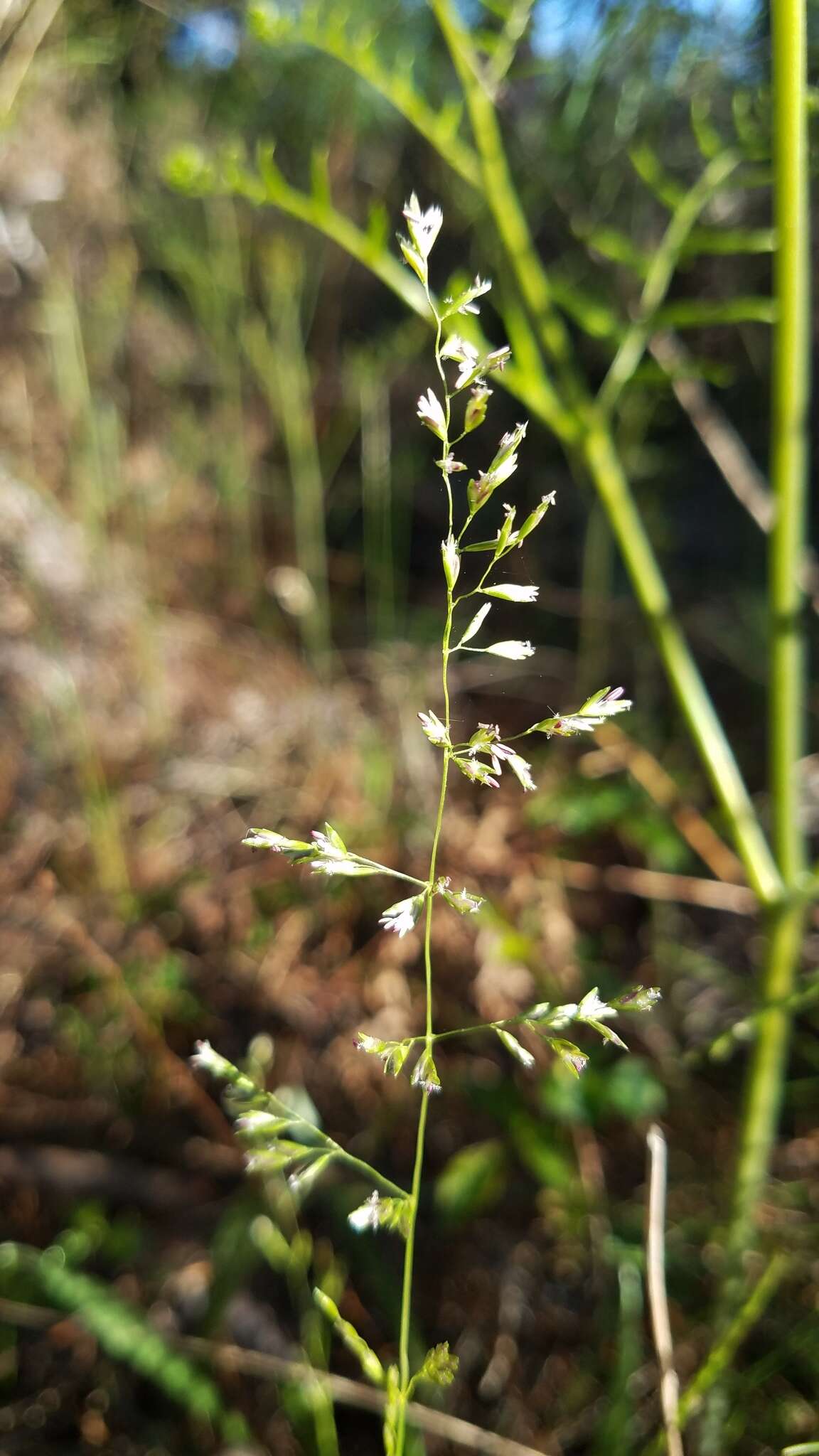 Imagem de Sphenopholis nitida (Biehler) Scribn.