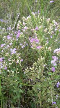 Image of tropical whiteweed