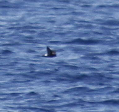 Image of British Storm Petrel