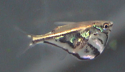 Image of Marbled hatchetfish