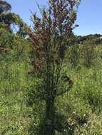 Image of wedge-leaf hopbush