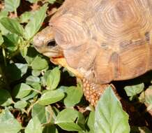 Image of Lobatse Hingeback Tortoise