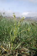 Imagem de Neotorularia torulosa (Desf.) Hedge & J. Léonard