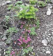 Image of cliff dwarf-primrose