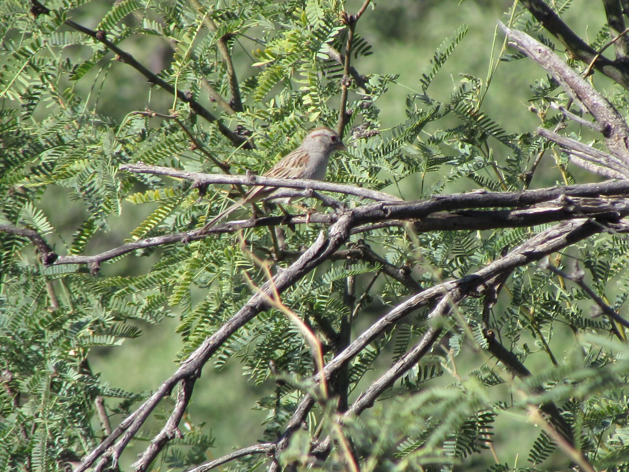 Peucaea carpalis Coues 1873的圖片