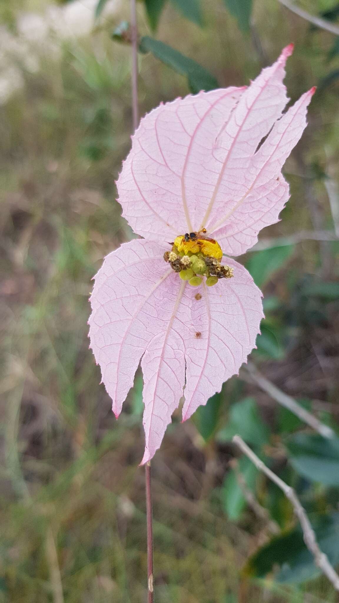 Image of Dalechampia schippii Standl.