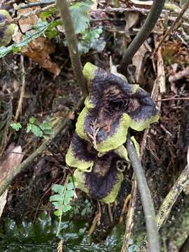 Image of Asarum hypogynum Hayata