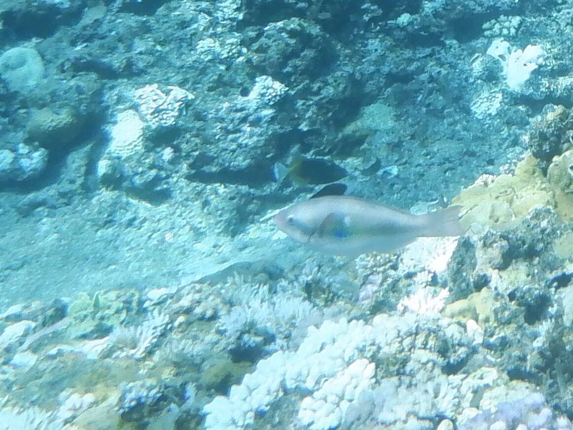 Image of Big belly Parrotfish