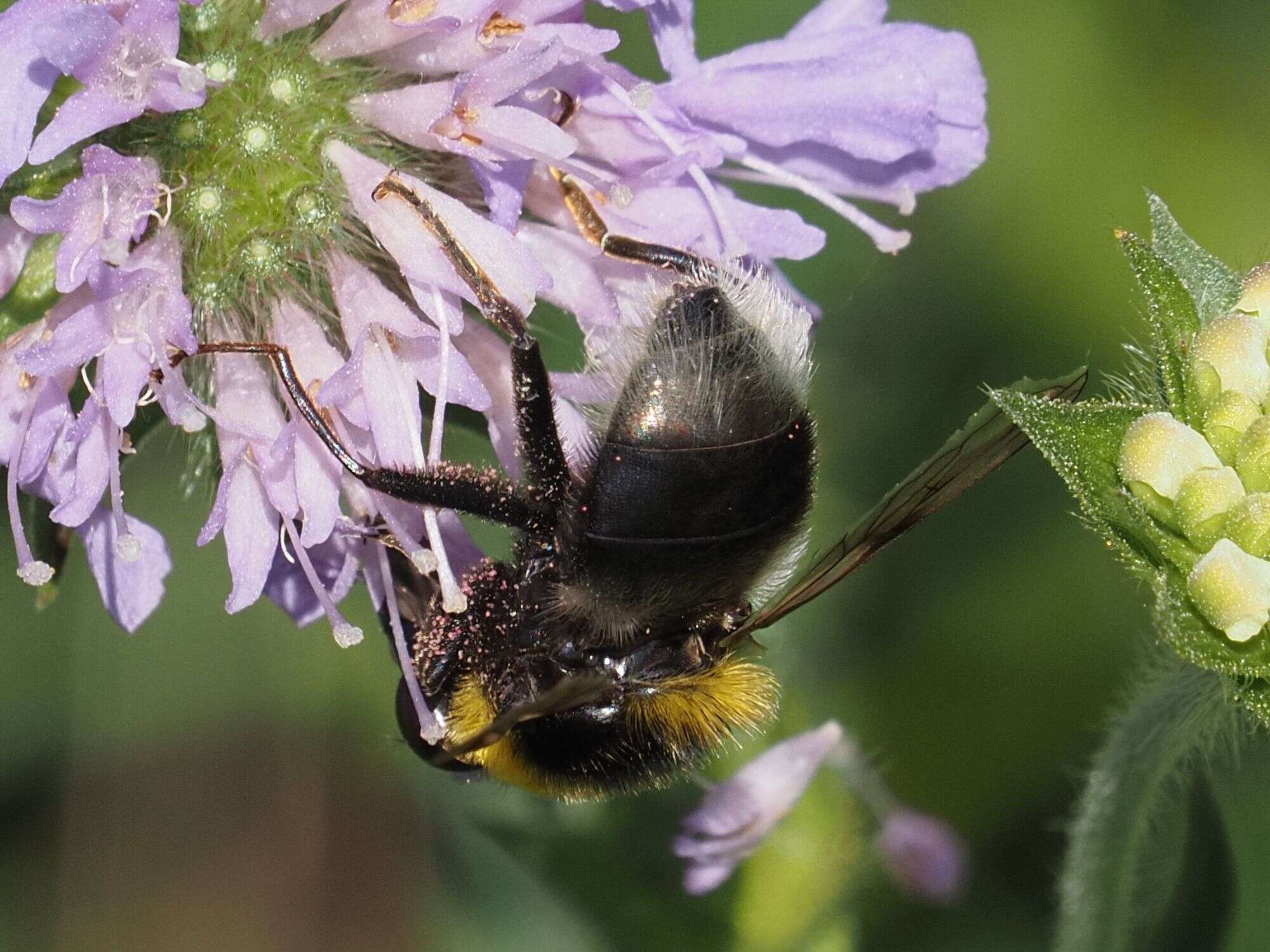 Image of Sericomyia bombiformis (Fallen 1810)