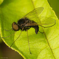 Image of Chrysopilus proximus (Walker 1848)