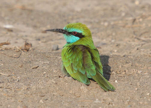 صورة <i>Merops cyanophrys</i>