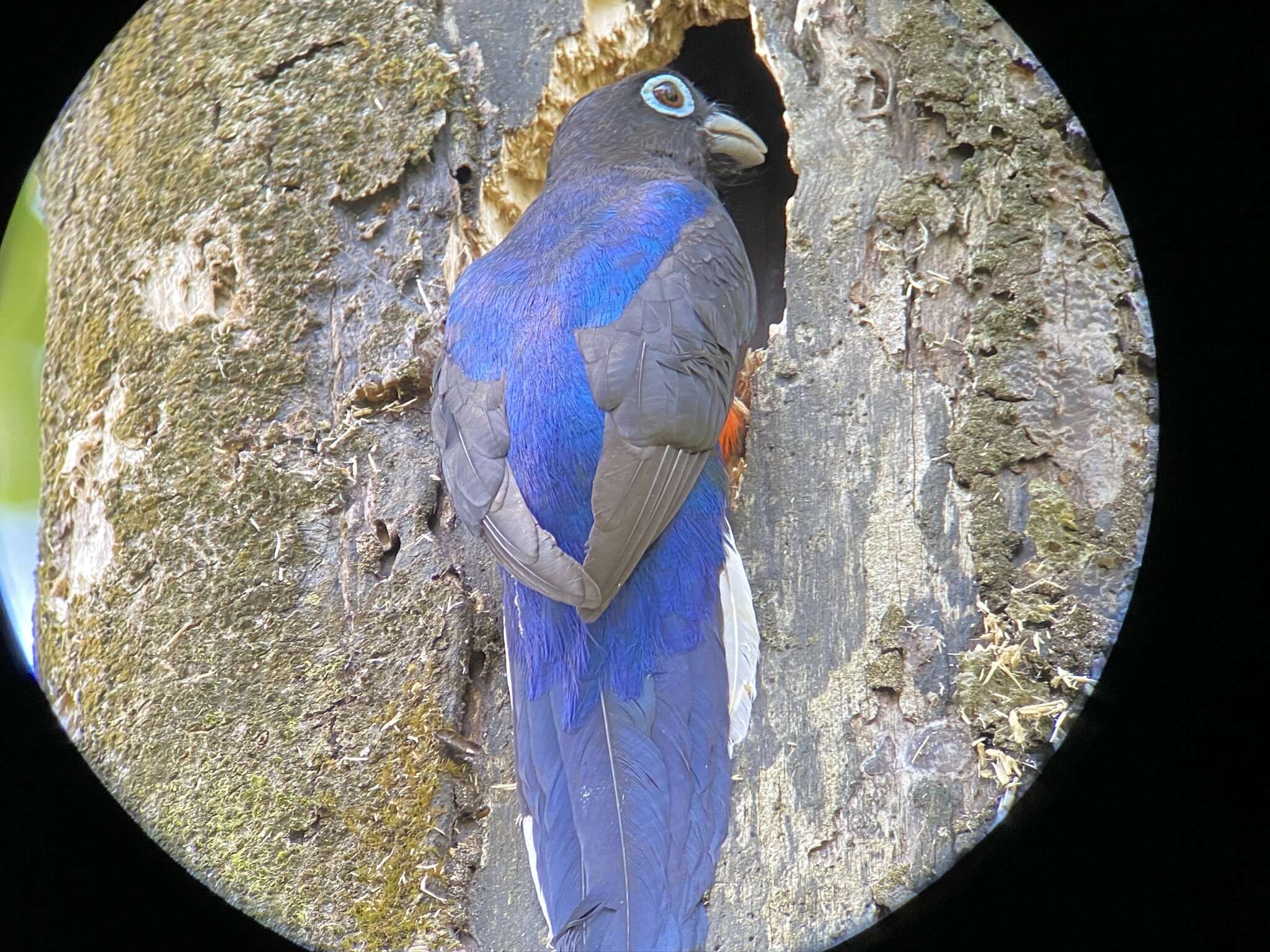 Image of Baird's Trogon