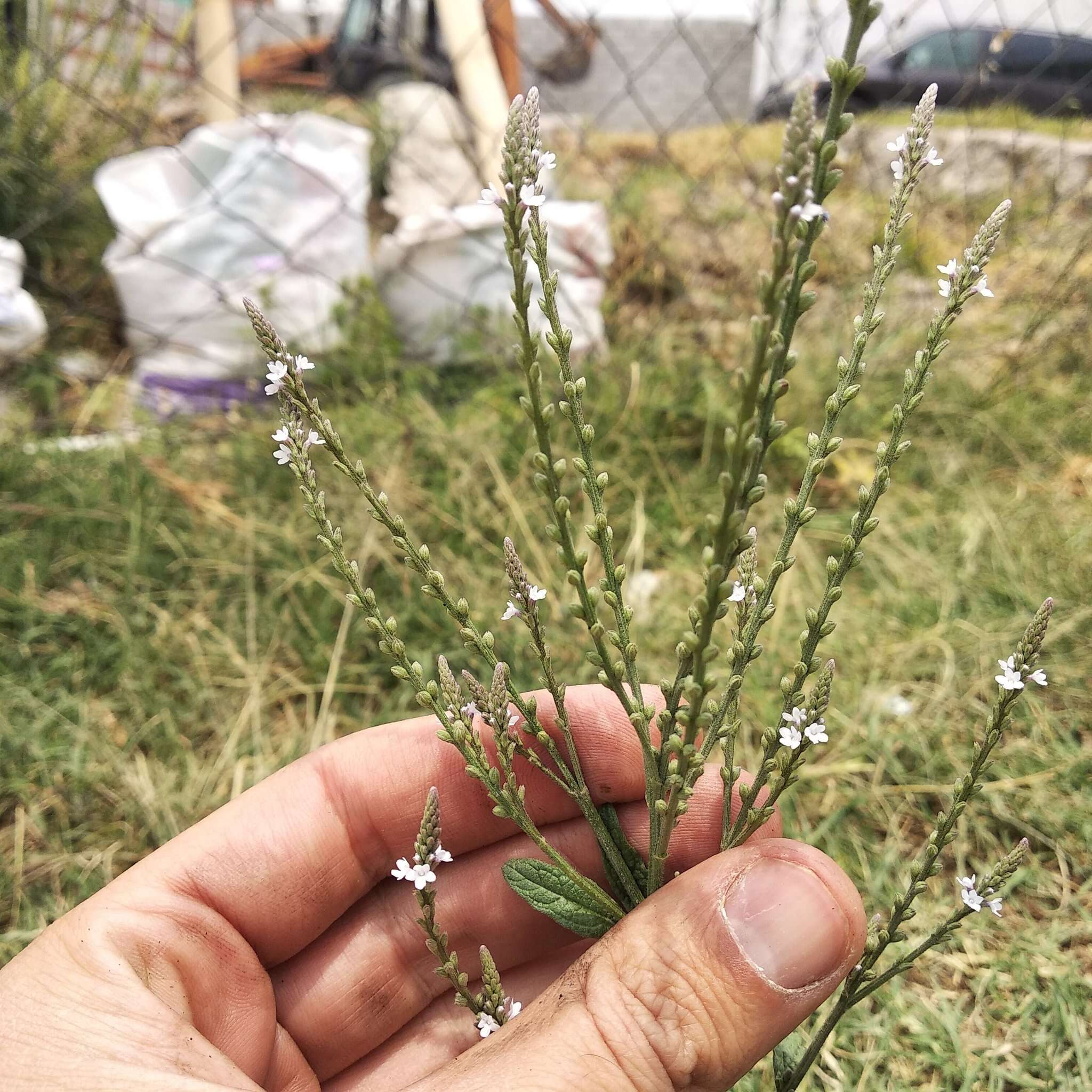 Imagem de Verbena carolina L.