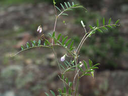Imagem de Vicia pubescens (DC.) Link
