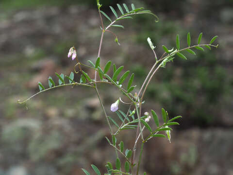 Image of Vicia pubescens (DC.) Link