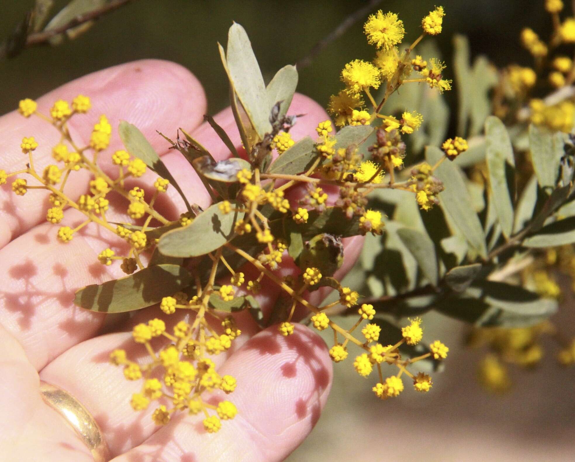 Image of graceful wattle