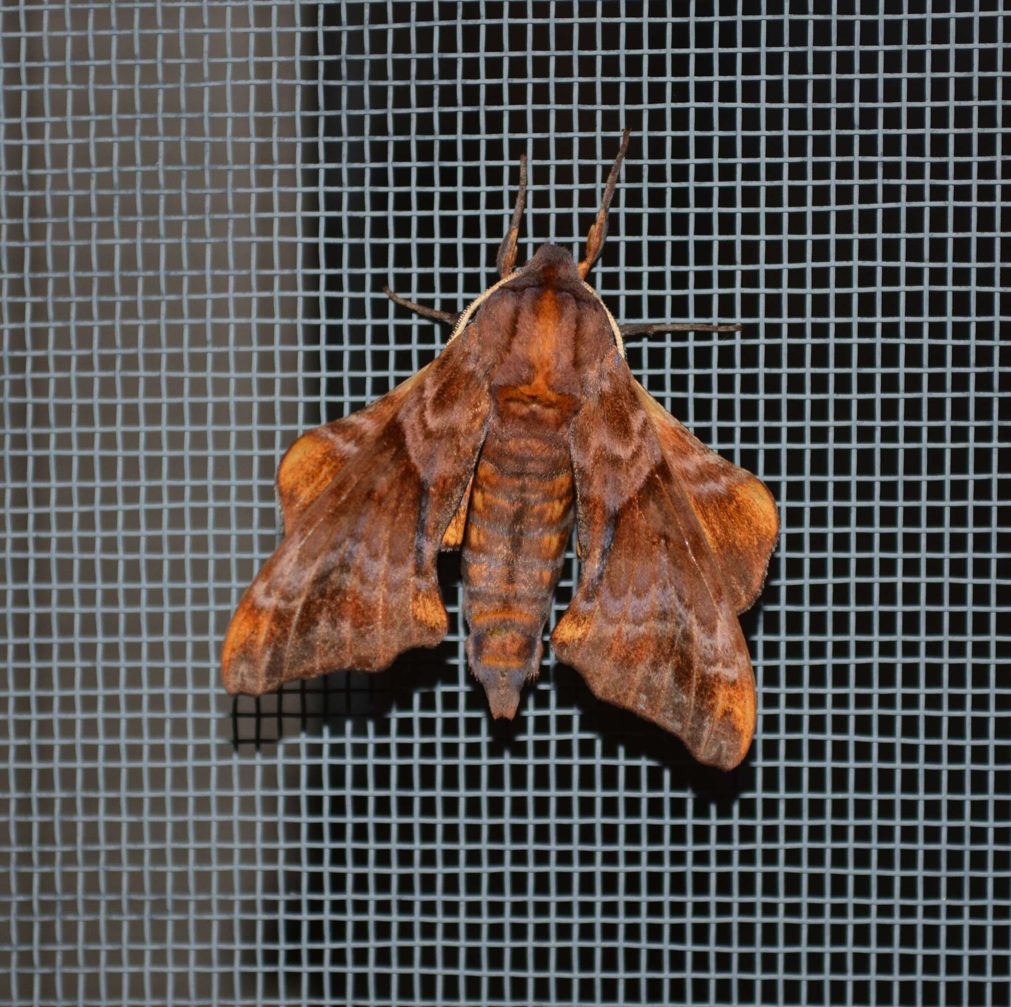 Image of Small-eyed Sphinx