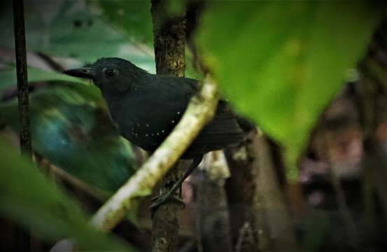 Image of Spot-winged Antbird