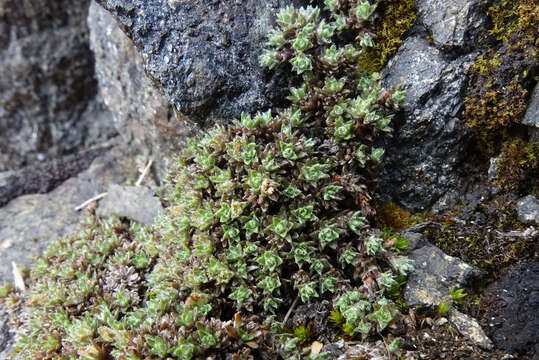 Imagem de Veronica ciliolata subsp. fiordensis (Ashwin) Meudt