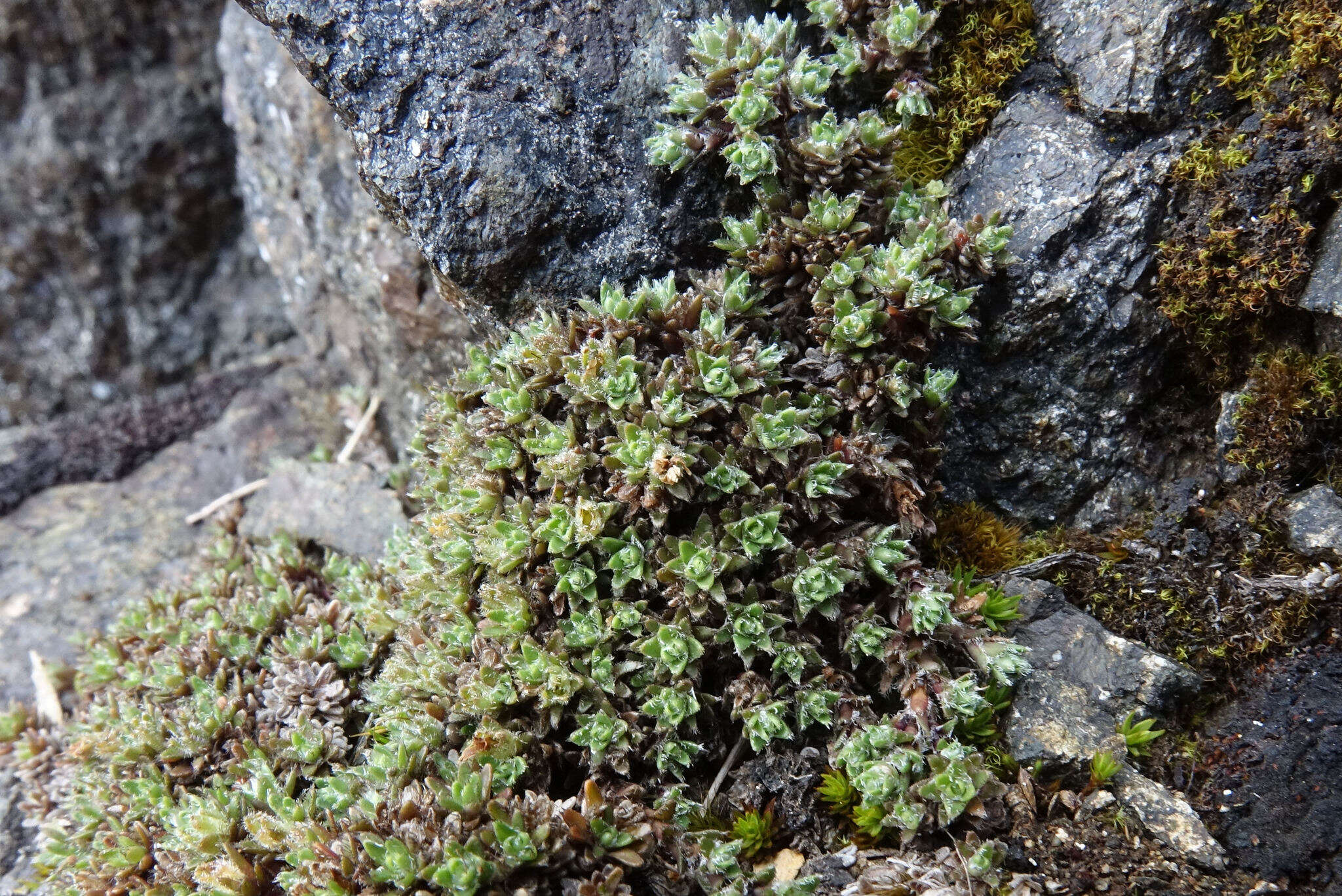 Image of Veronica ciliolata subsp. fiordensis (Ashwin) Meudt