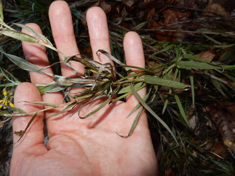 Image of Pityopsis aequilifolia