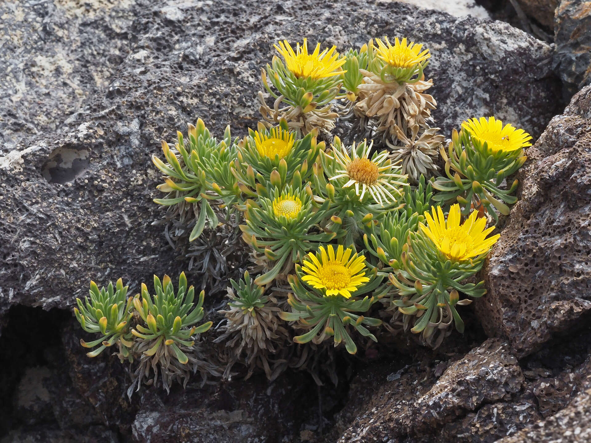 Sivun Asteriscus graveolens subsp. stenophyllus (Link) W. Greuter kuva