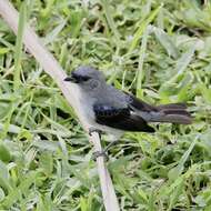 Image of Plain-colored Tanager