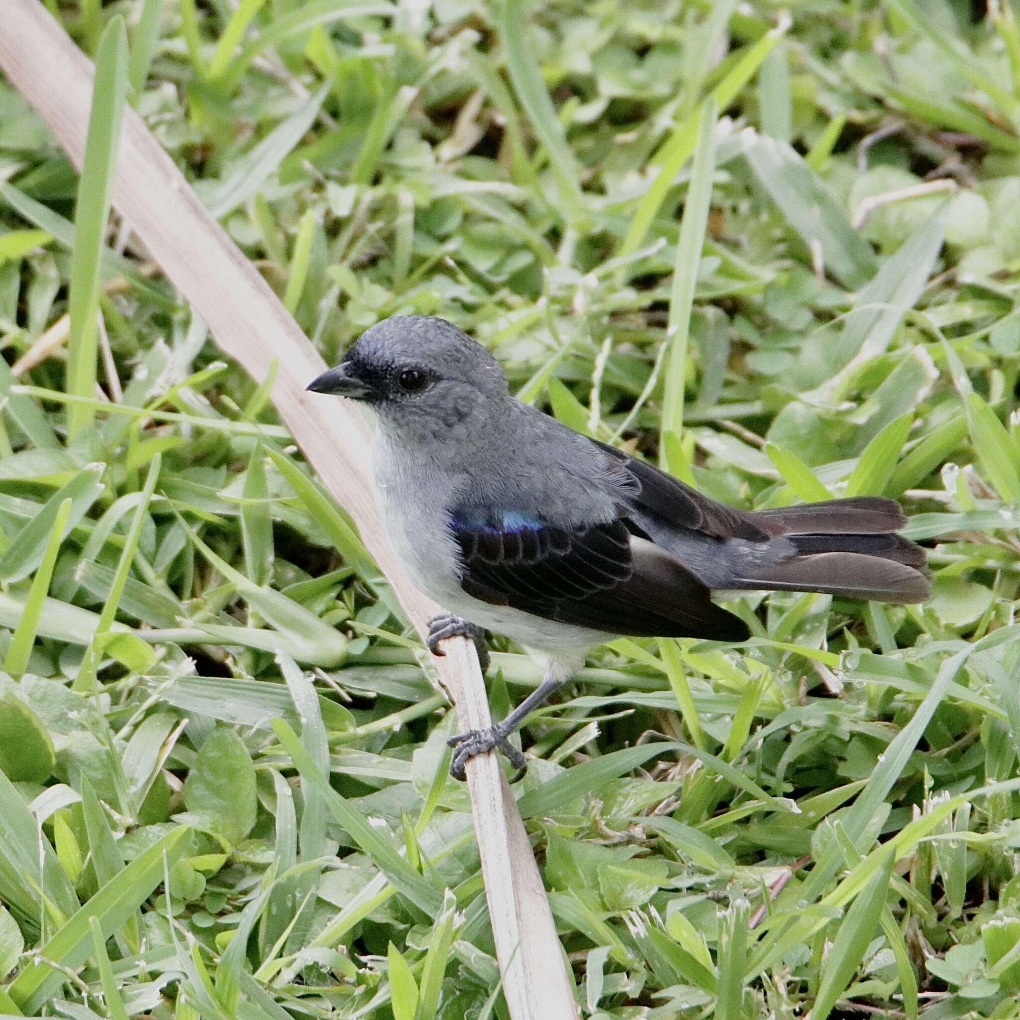 Image of Plain-colored Tanager