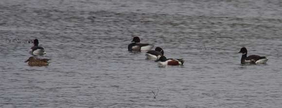 Image of Brant Goose