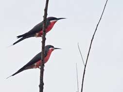 Image of Rosy Bee-eater