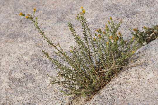 Image of Heterotheca joshuana G. L. Nesom