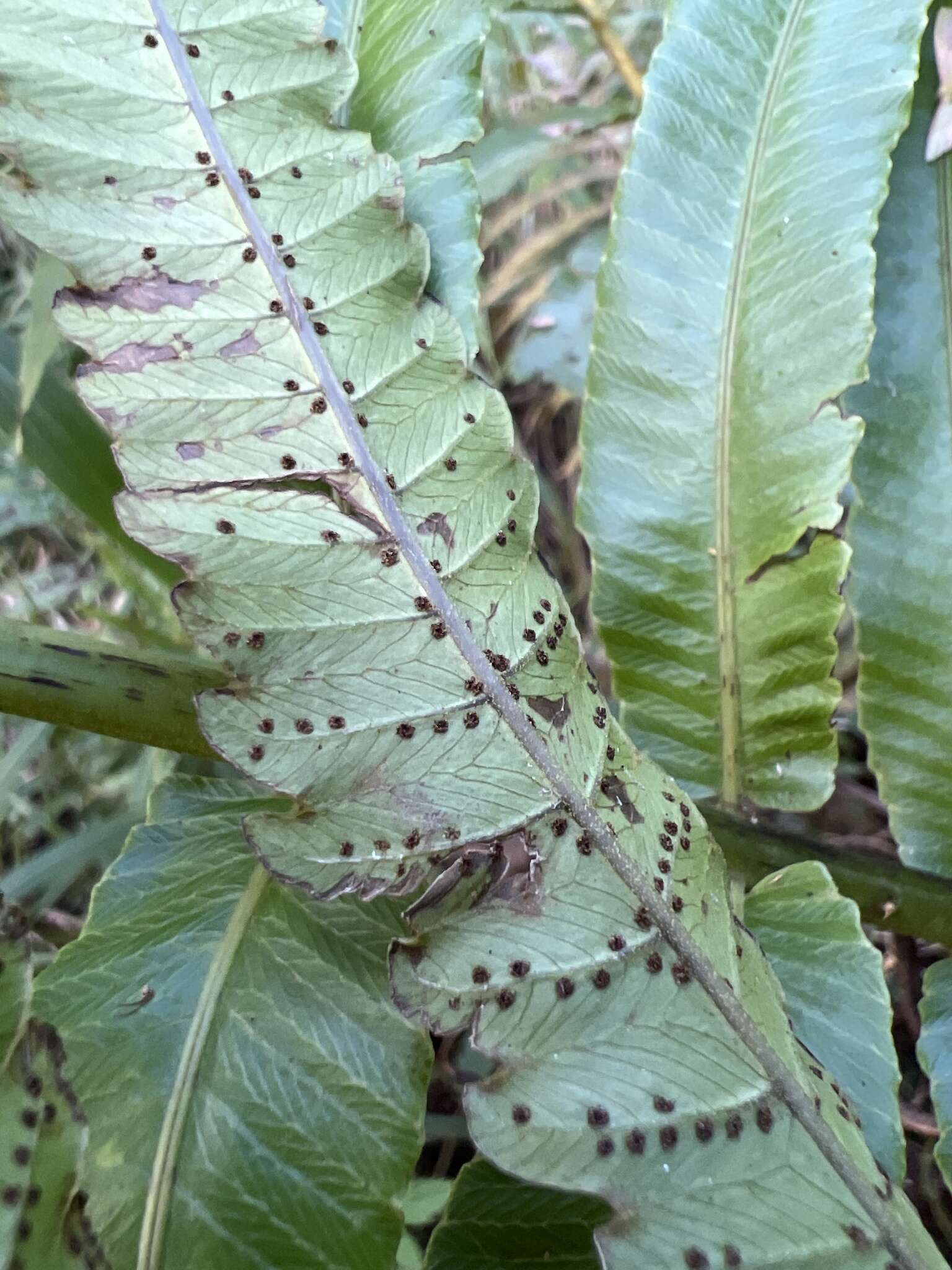 Image of Menisciopsis cyatheoides (Kaulf.) S. E. Fawc. & A. R. Sm.