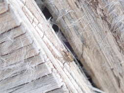 Image of Sweetclover Weevil