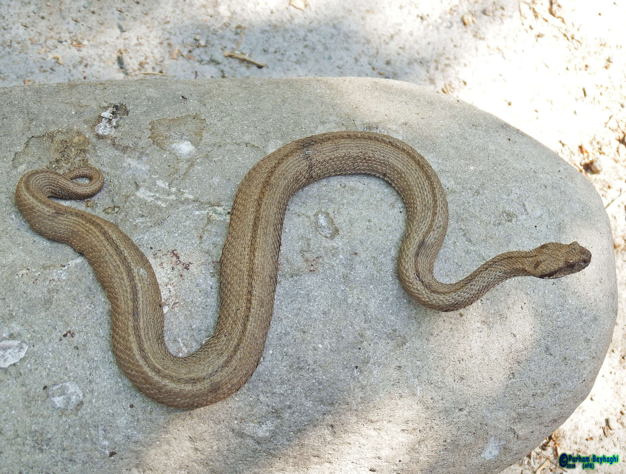 صورة Montivipera latifii (Mertens, Darewsky & Klemmer 1967)