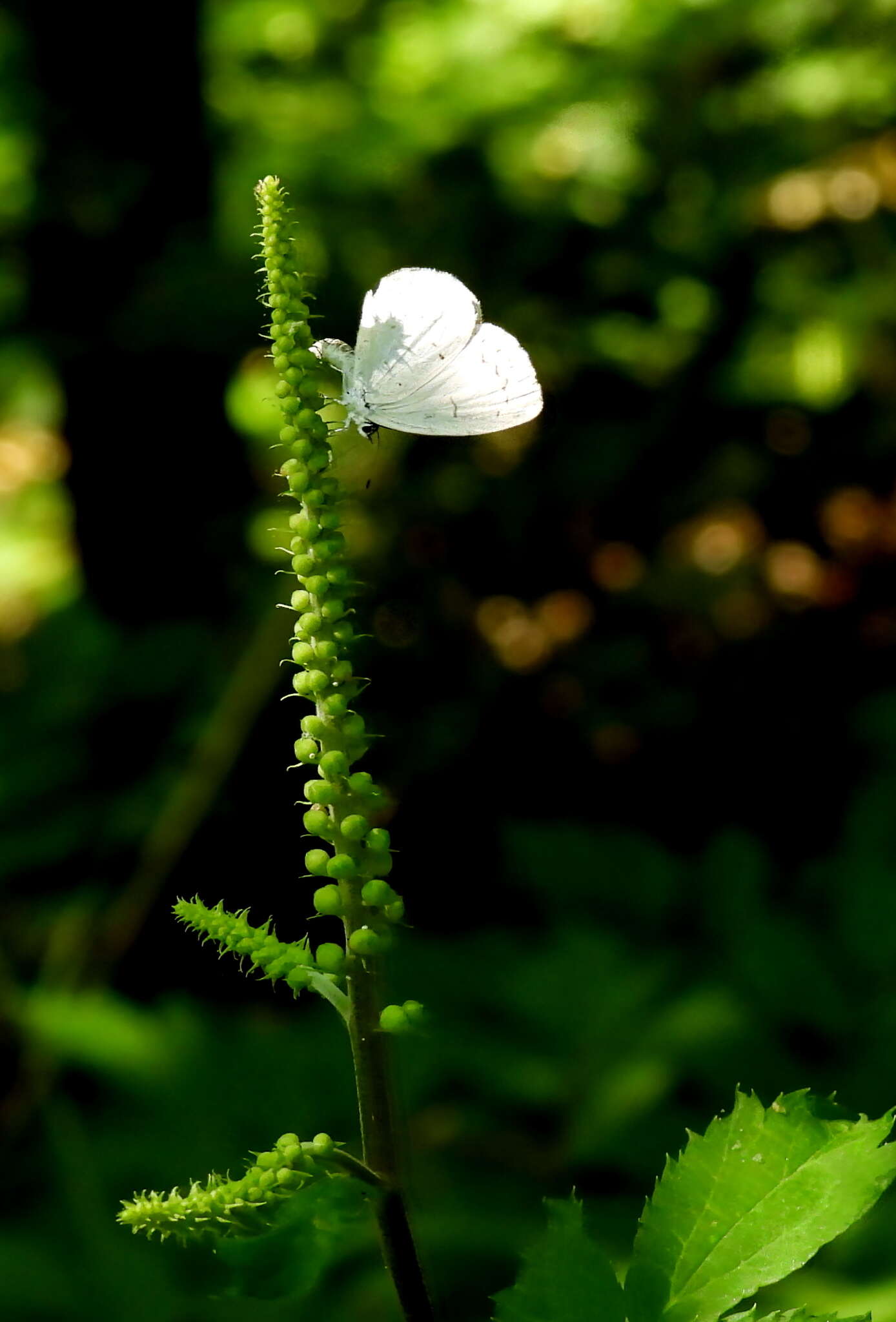 Image of <i>Celastrina neglectamajor</i>