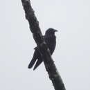 Image of Violet Crow