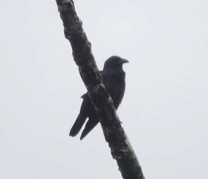 Imagem de Corvus violaceus Bonaparte 1850