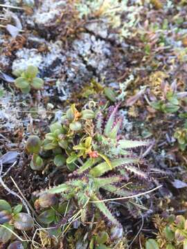 Слика од Pedicularis hirsuta L.