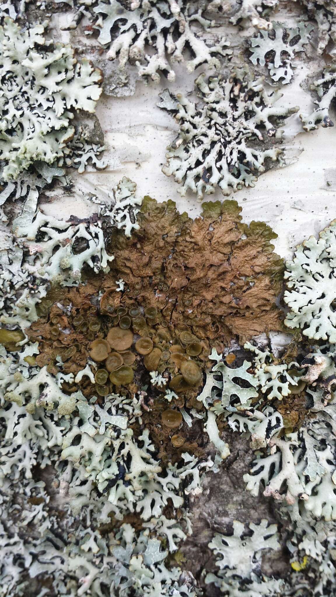 Image of melanelia lichen