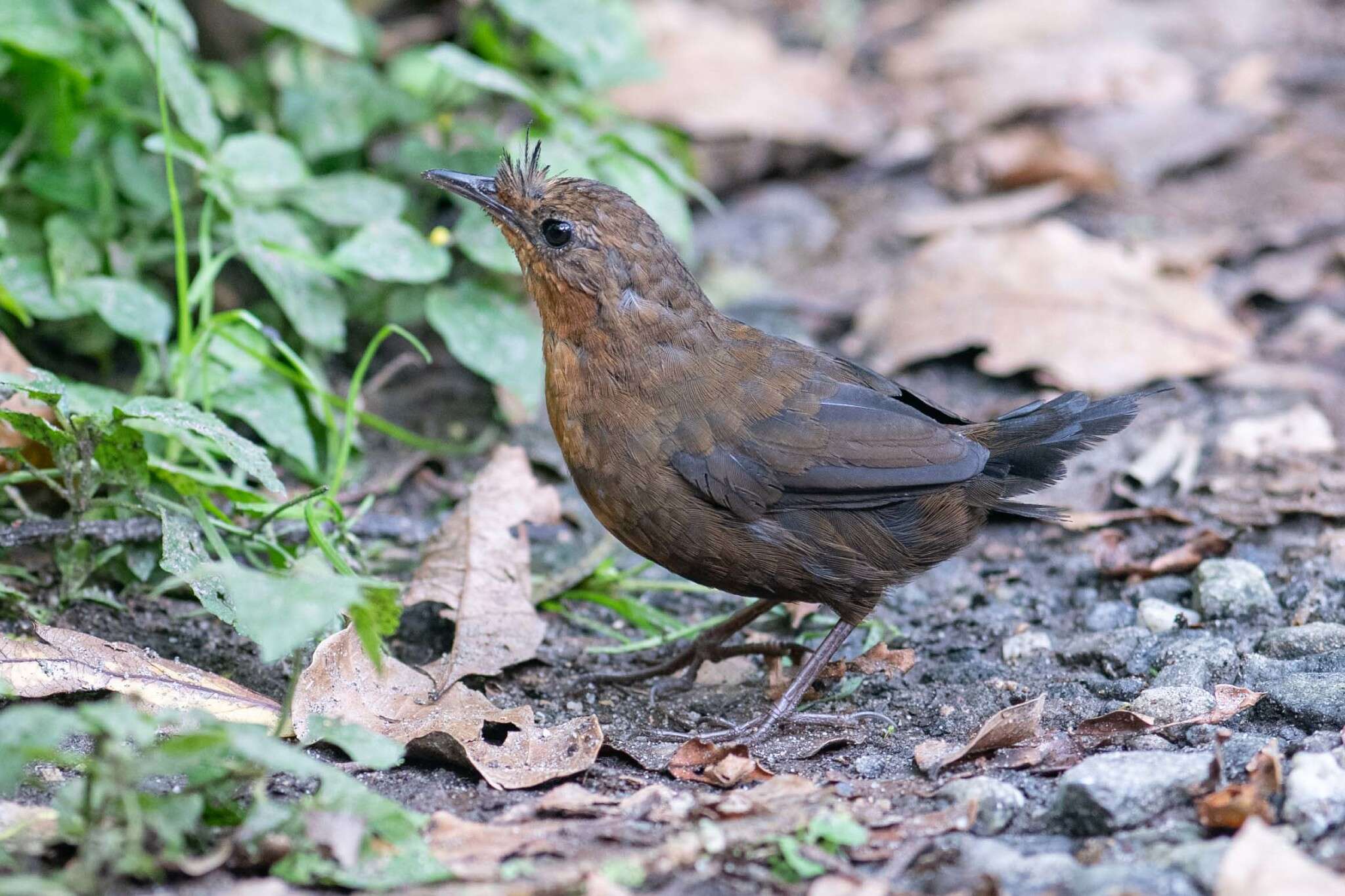 Image of Bristlefronts