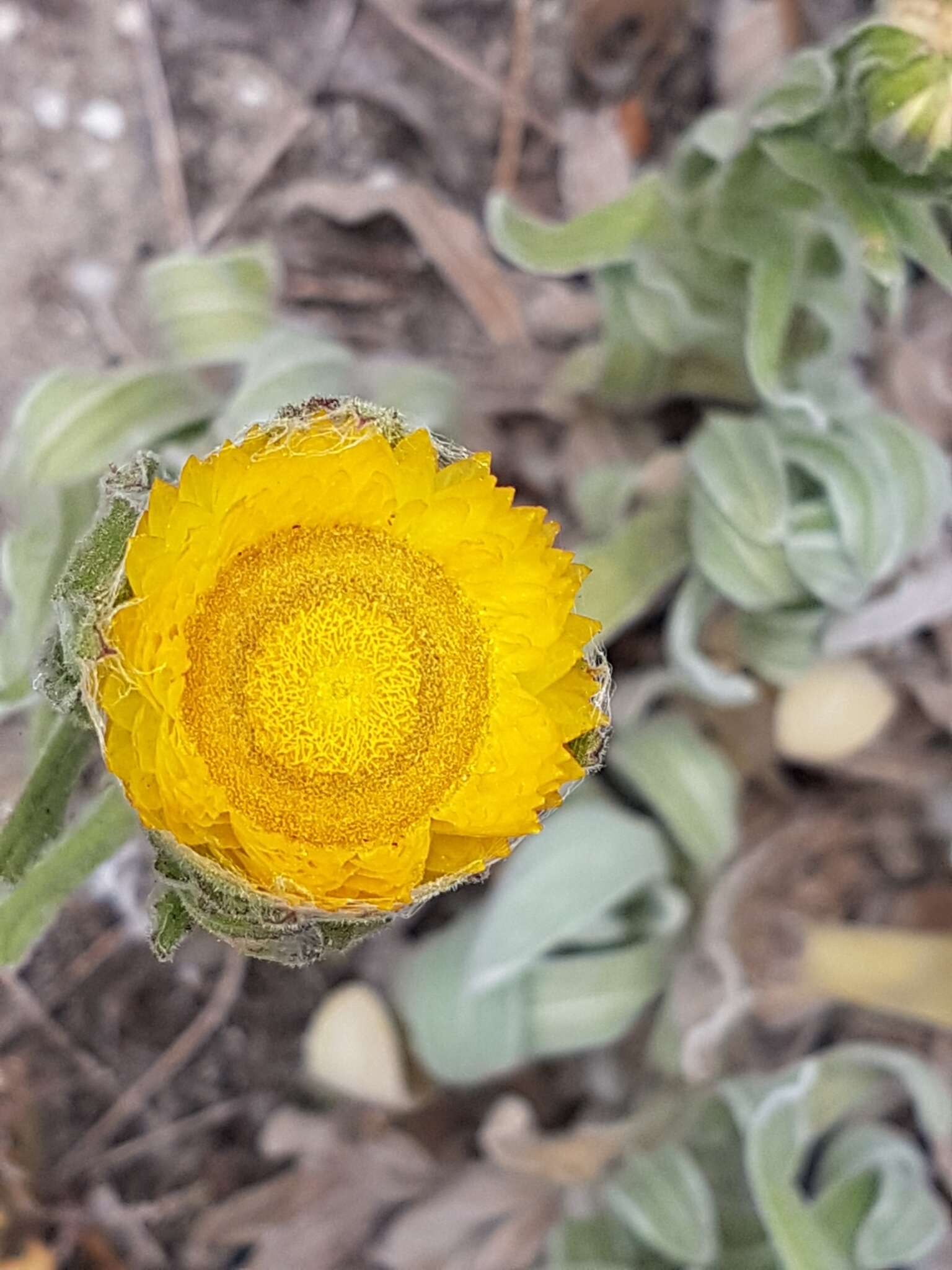 Image of Bright Yellow Everlasting