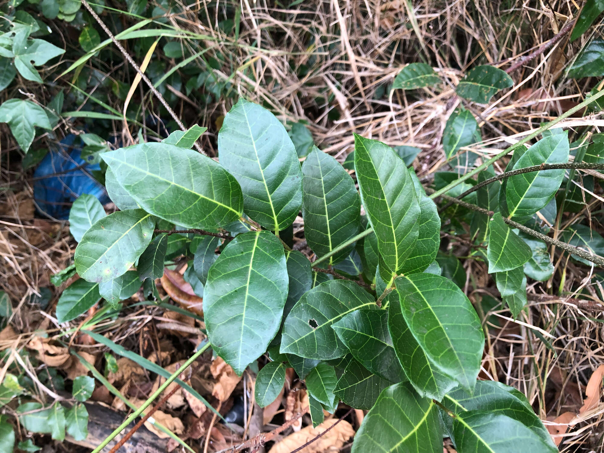 Image of Trophis scandens subsp. scandens