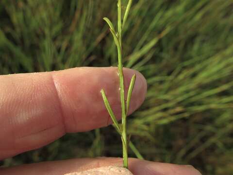 Image of Skinner's false foxglove