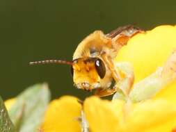 Image of Trichocolletes burnsi Michener 1965